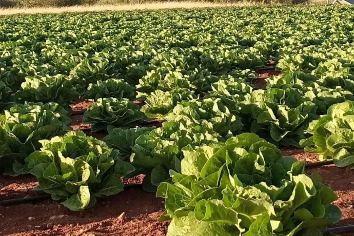 A wide-angle shot of an agricultural field filled with rows of leafy green lettuce. The plants are healthy and dense, contrasted against a deep reddish-brown earth. The scene is illuminated by soft, warm sunlight, creating highlights on the leaves and a sense of a vast, productive crop.